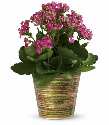 Simply Happy Kalanchoe Plant by Teleflora